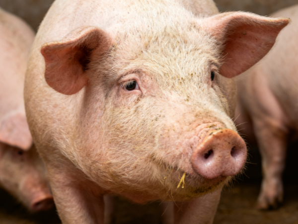 豬光吃飼料不長肉？用活力素！解決豬只長速慢難題